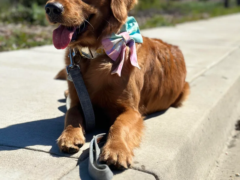 Golden Wiggle Retrievers