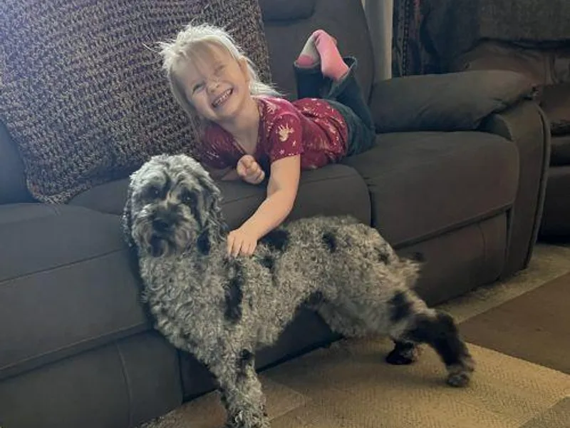 Golden Xpress Labradoodles