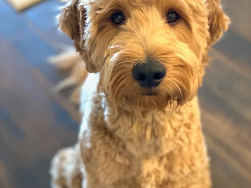 Goldendoodle AZ