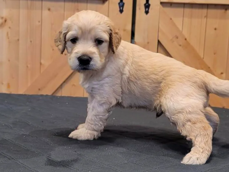 Goldendoodle by Design