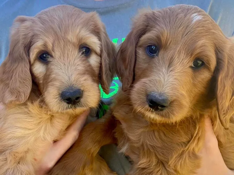 Goldendoodle MI photo 1