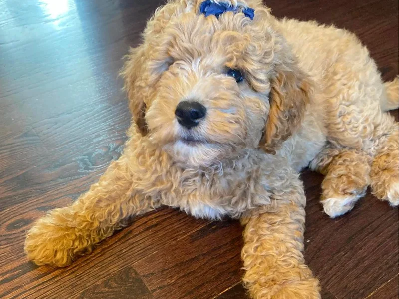 Goldendoodle of Idaho