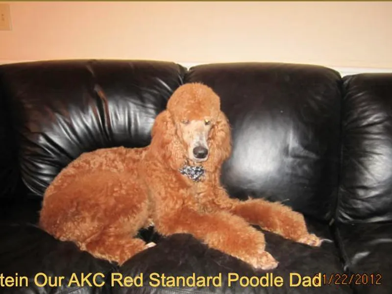 Goldendoodle Royale photo 1