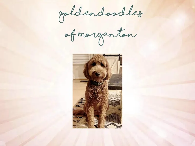 Goldendoodles of Morganton