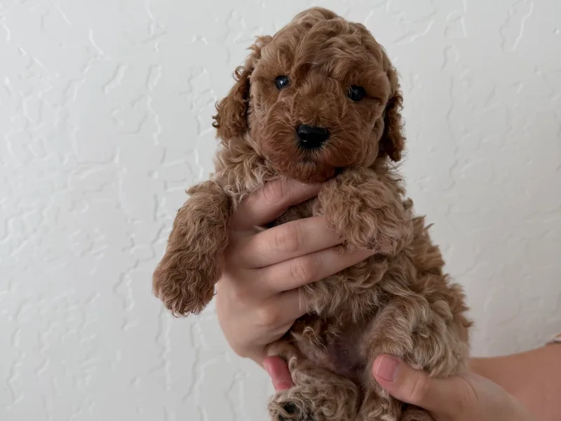 Goldenpaw Cockapoos
