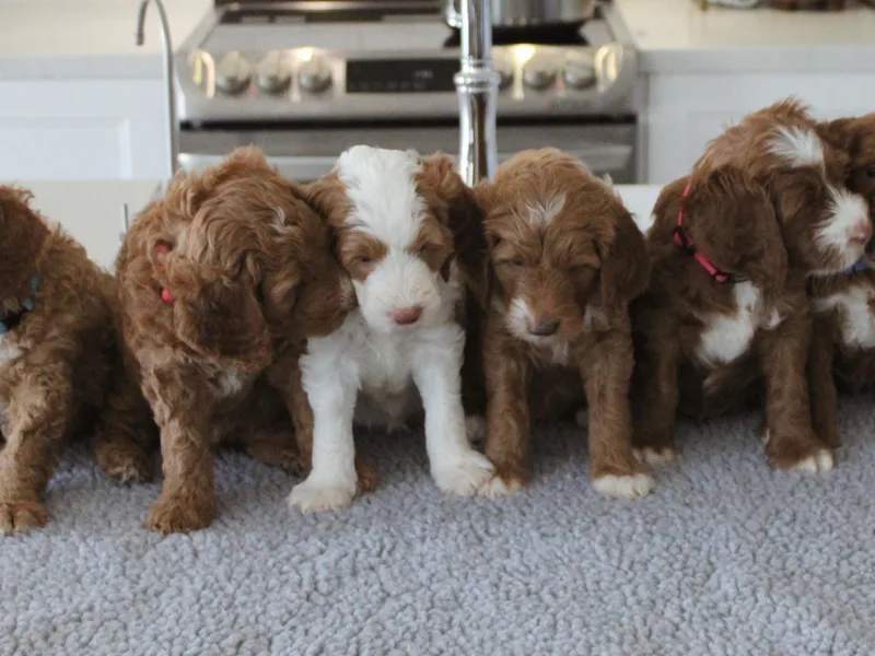 GoldenPaws Doodles