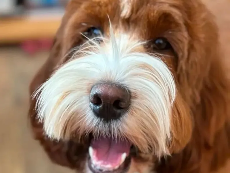 Goldenpaws  photo 1