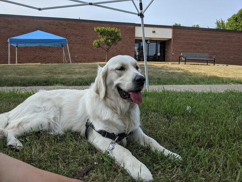 Goldens and Doodles of MN