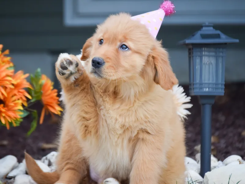 Goldens & MiniAussiesWithFinesse