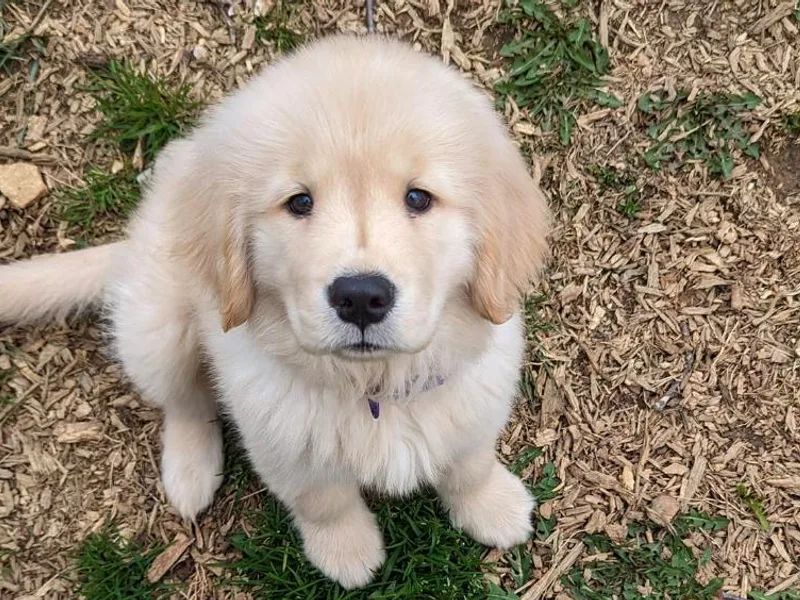 Goldens of Heritage Oaks