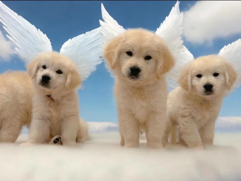 Goldens of Hope
