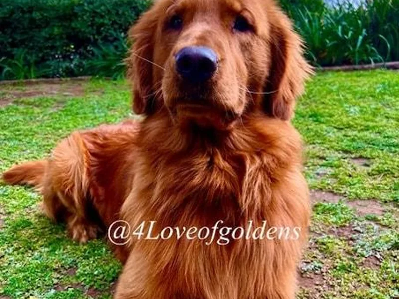 Goldens on the Hill