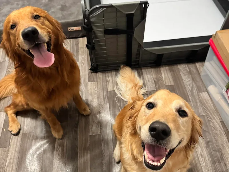 Goldens