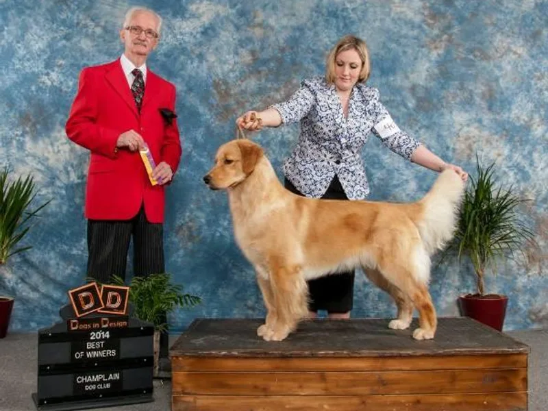 Goldensand Goldens