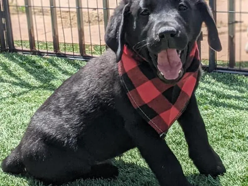 Golder Ranch Labradors