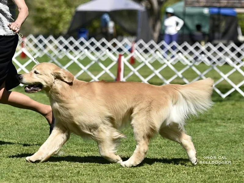 Goldfever Retrievers photo 1