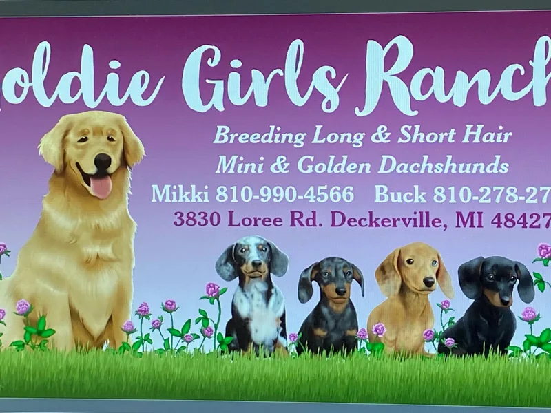 Goldie Girls Ranch Dachshunds