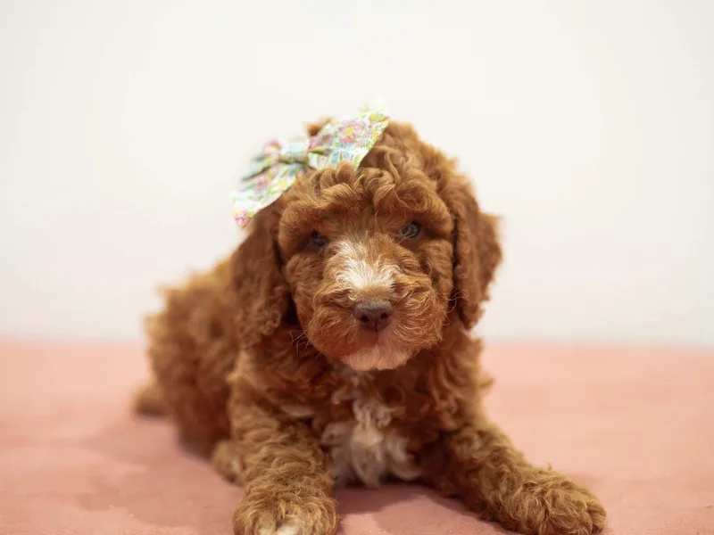 Goldie Locks Golden Retrievers &amp; Doodles