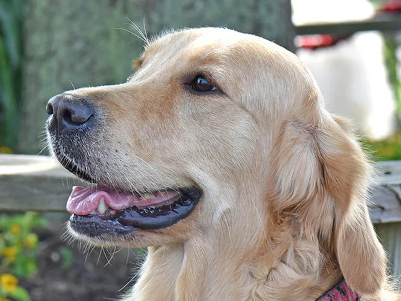Goldiggers Golden Retrievers