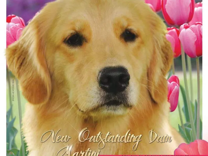 Goldiva Goldens LLC