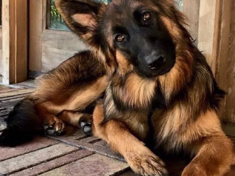 Goldkuste German Shepherds