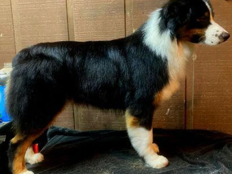 Goldline Australian Shepherds