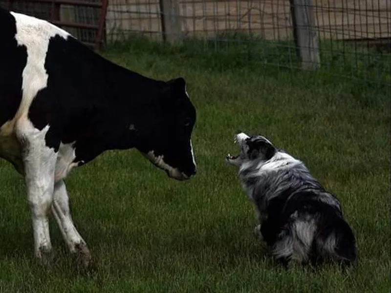 GOLDSTAR &amp; HARDINS AUSSIES