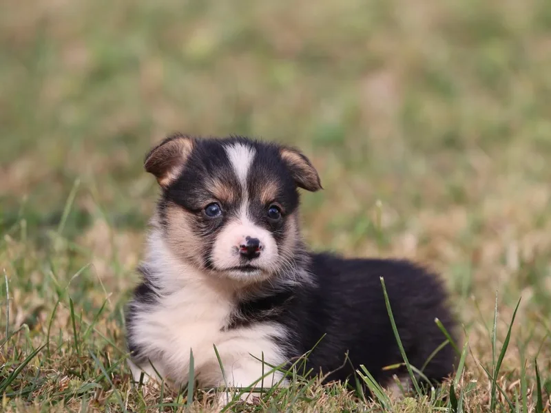 GoldStar Corgis License # 18519