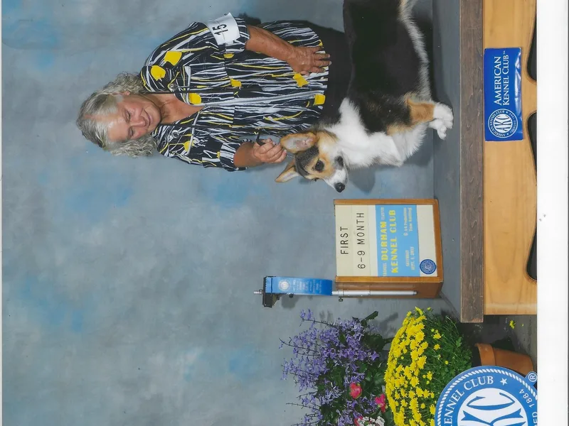 GoldStar Corgis (License Number 18519)