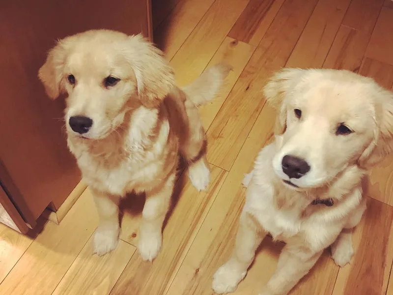 Goldstar Three Rivers