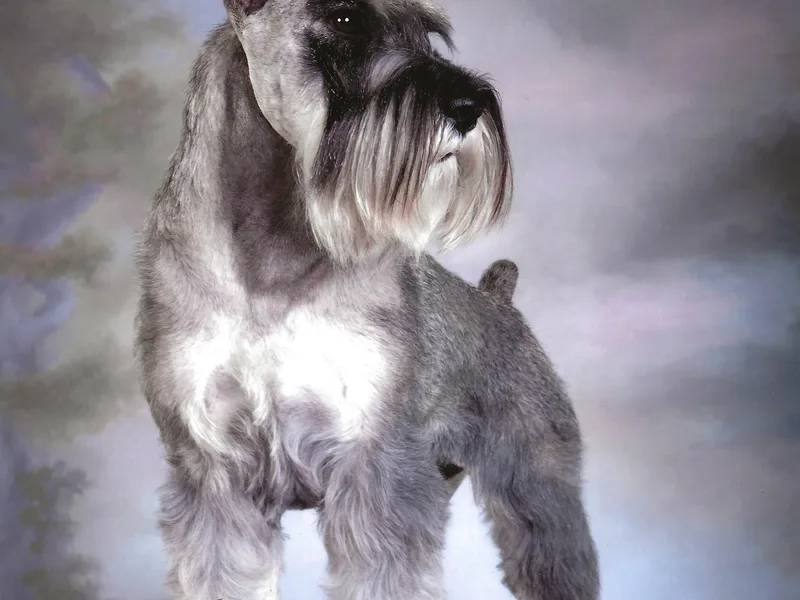 Goldwynn Standard Schnauzers