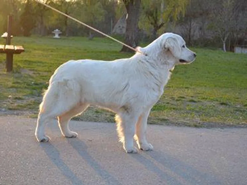 GoldWynns English Cream Golden Retrievers