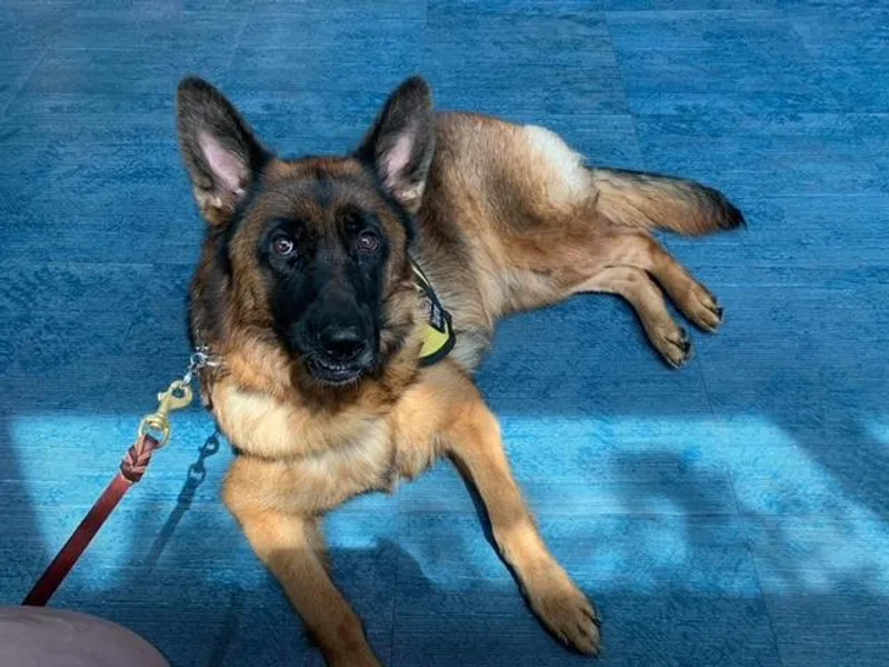 Golly-G German Shepherds