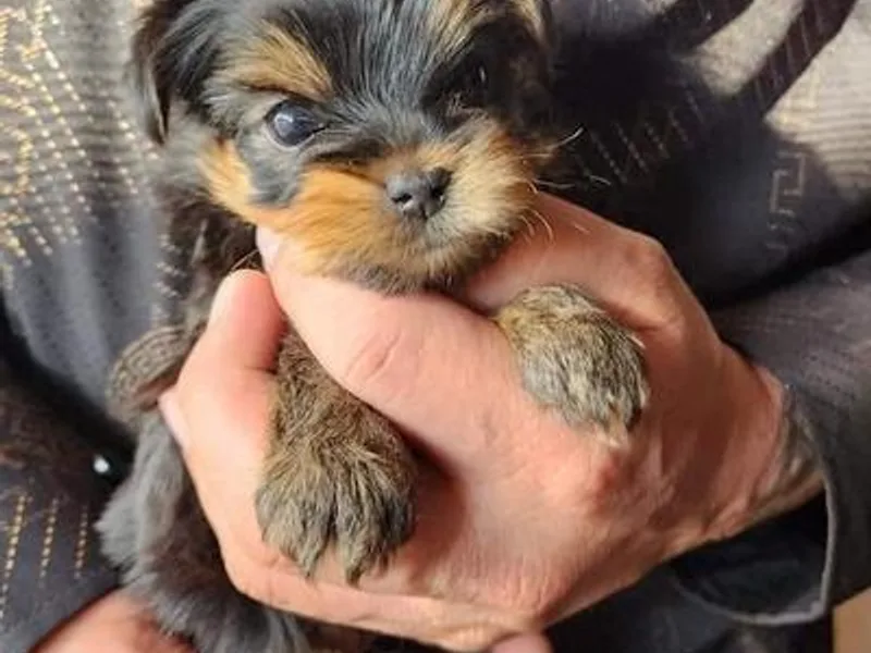 Gonzalo Yorkies
