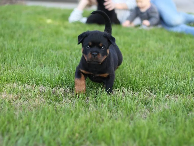 Gonzo Rottweilers/Frenchies