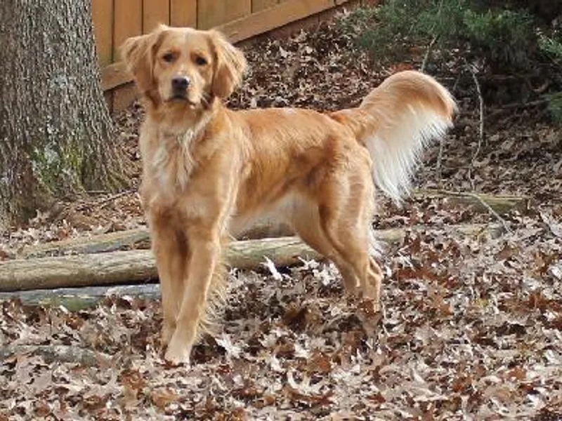 Good As Gold Retrievers