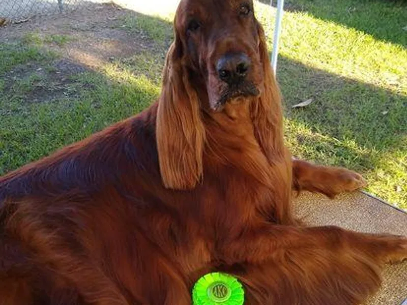 Good Breeder photo 1