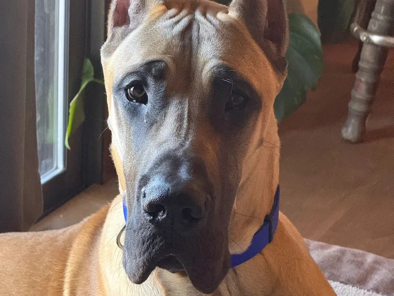 Good Dog Danes