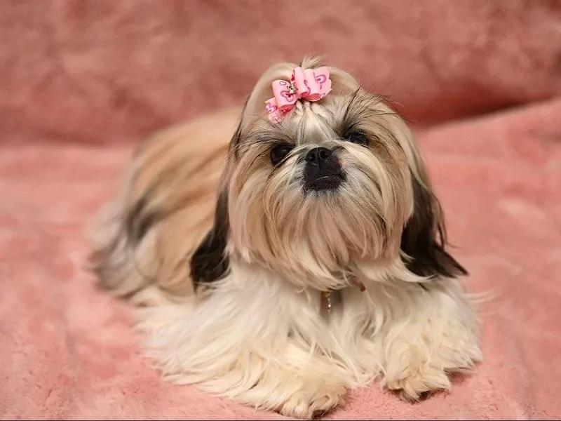 Good Lil Shih Tzu