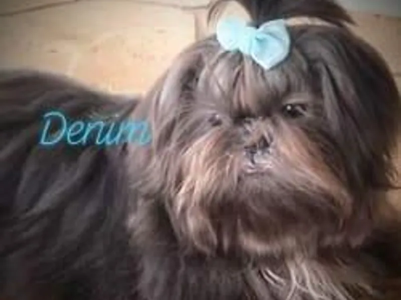 Good Roots Shih Tzu's