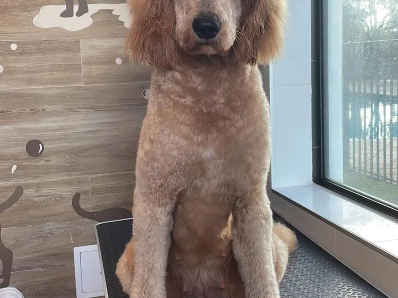 Good Vibes Puppies