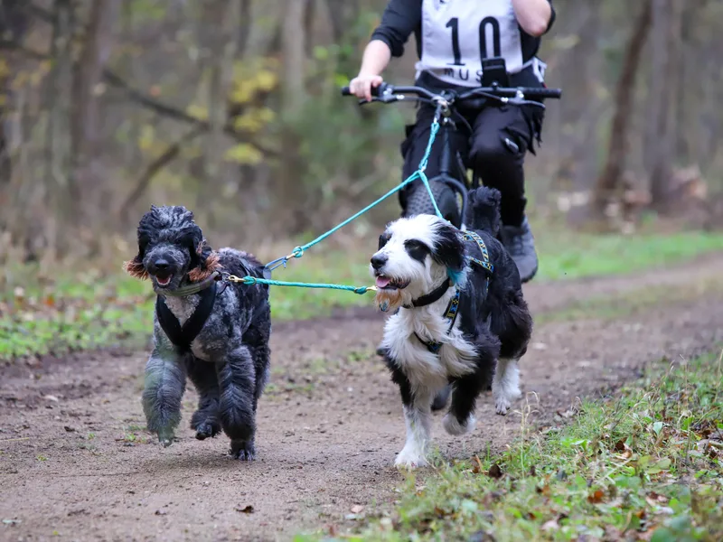 GoodCompanyKennels