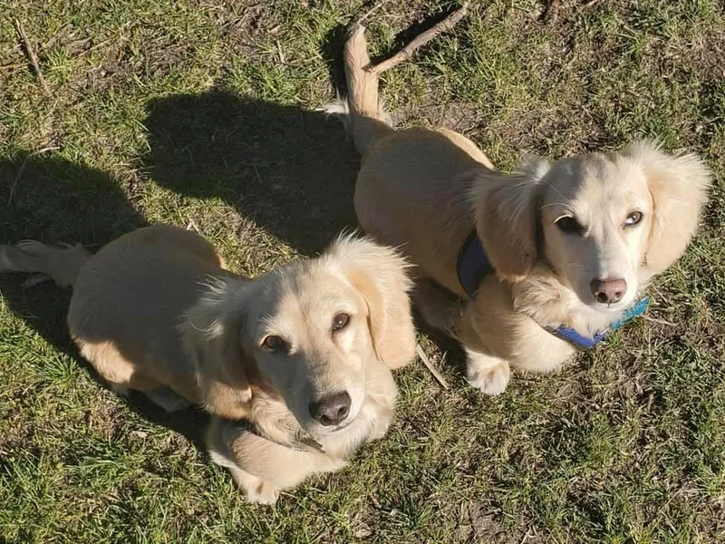 Gooddach’s Dachshunds