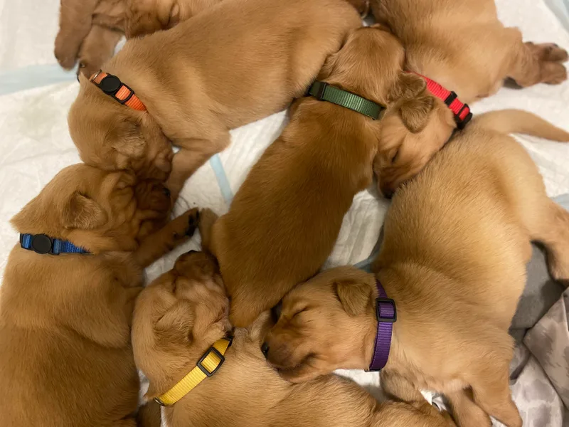 Goode LOVIN’ Retrievers