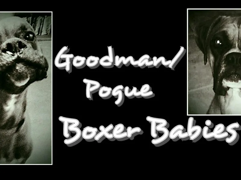 Goodman/Pogue Boxer Babies