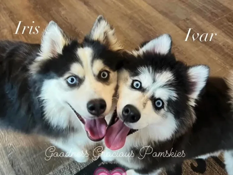 Goodness Gracious Pomskies