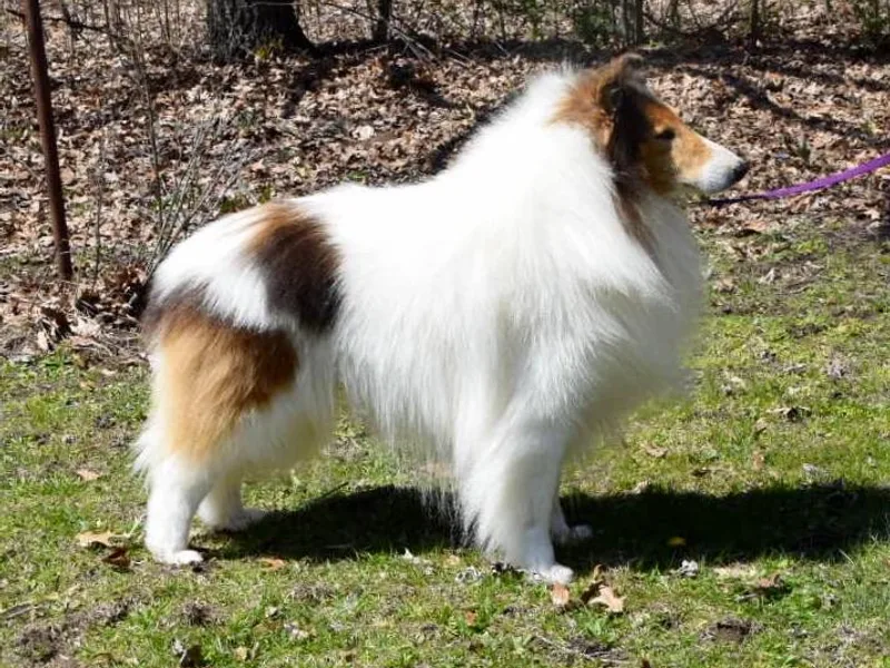 Goodwin Collies
