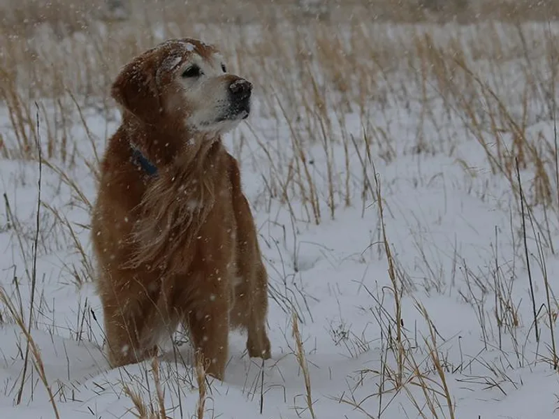 Goose Ridge Retrievers