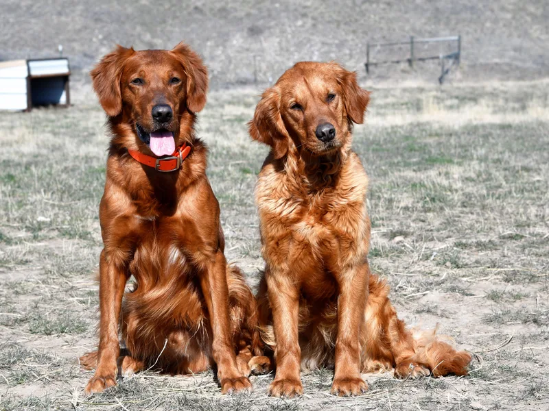 Goosetown Goldens