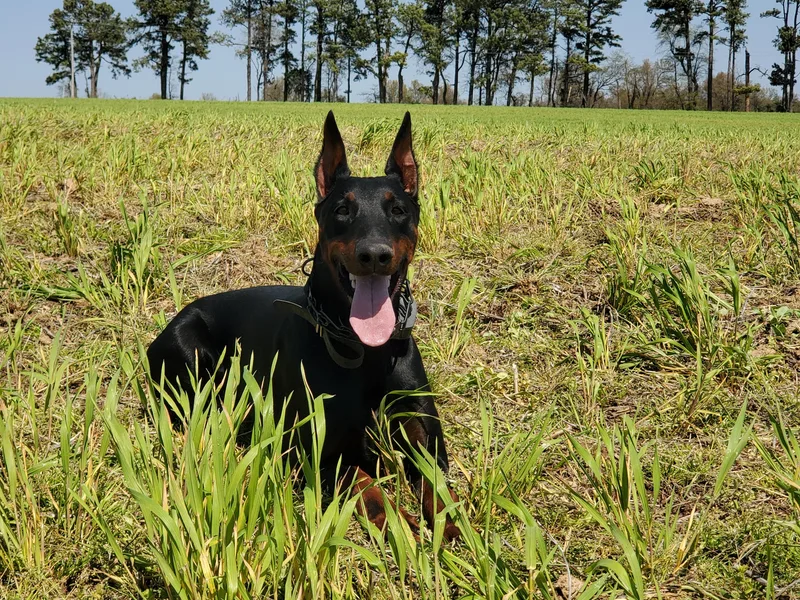Gordon Farms Dobermans